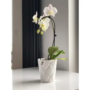 Osłonka w cyrkonie na storczyka glamour 13x15 cm