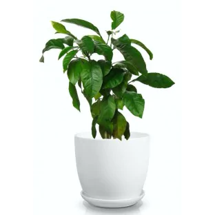 Doniczka biała z podstawką duża 20x19 cm